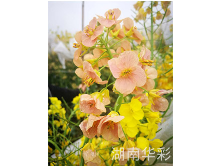 18年外放顏色
