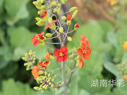 19年外放顏色