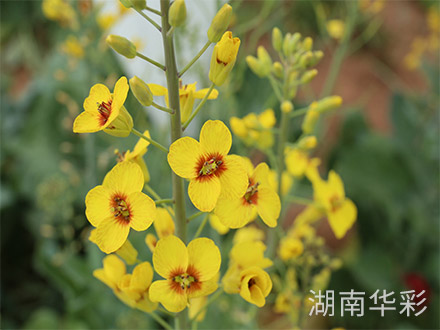 18年夏繁基地