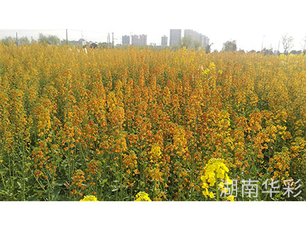19年外放顏色