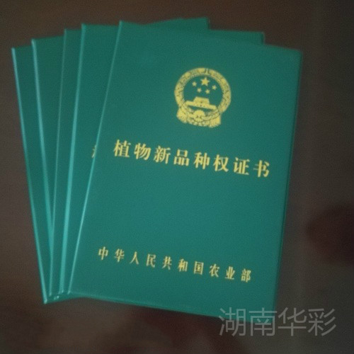 植物新品種授權證書