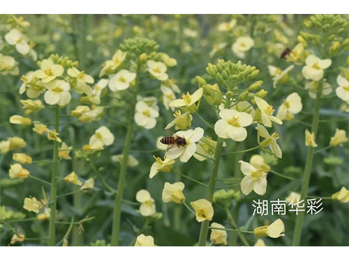 18年外放顏色