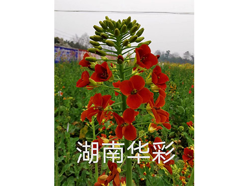 20年儲備顏色