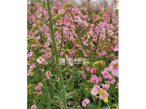 20年外放顏色