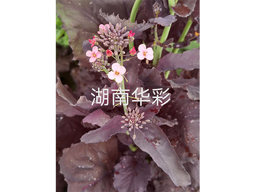 20年外放顏色