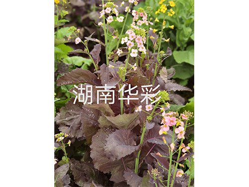 20年外放顏色