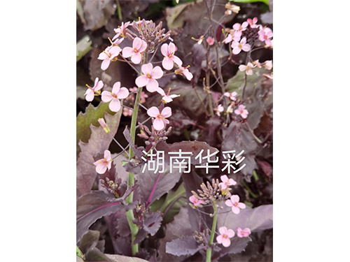 20年外放顏色