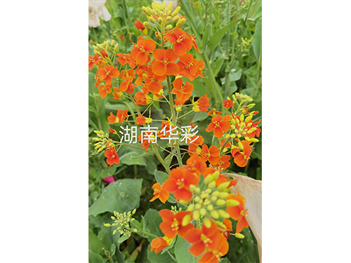 20年外放顏色