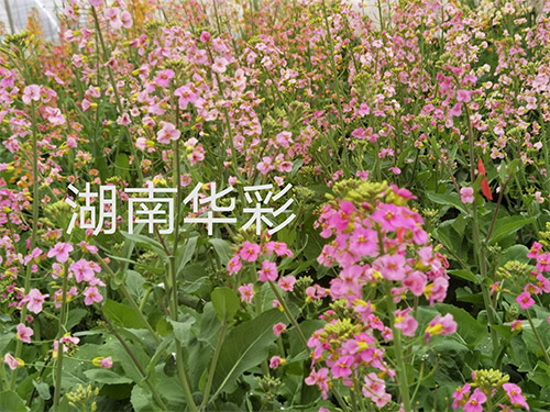 20年外放顏色 20年外放顏色