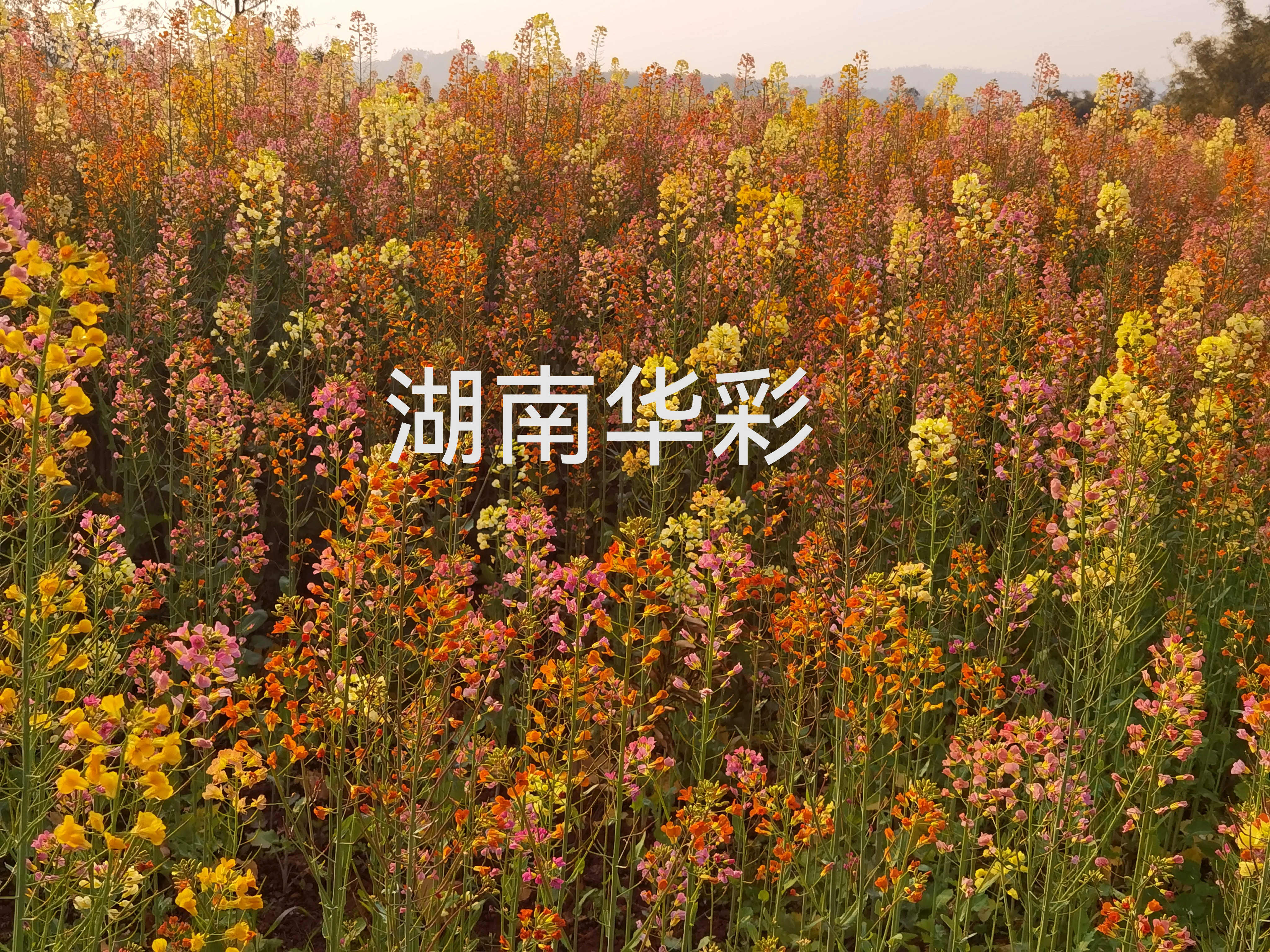 20年重慶項目