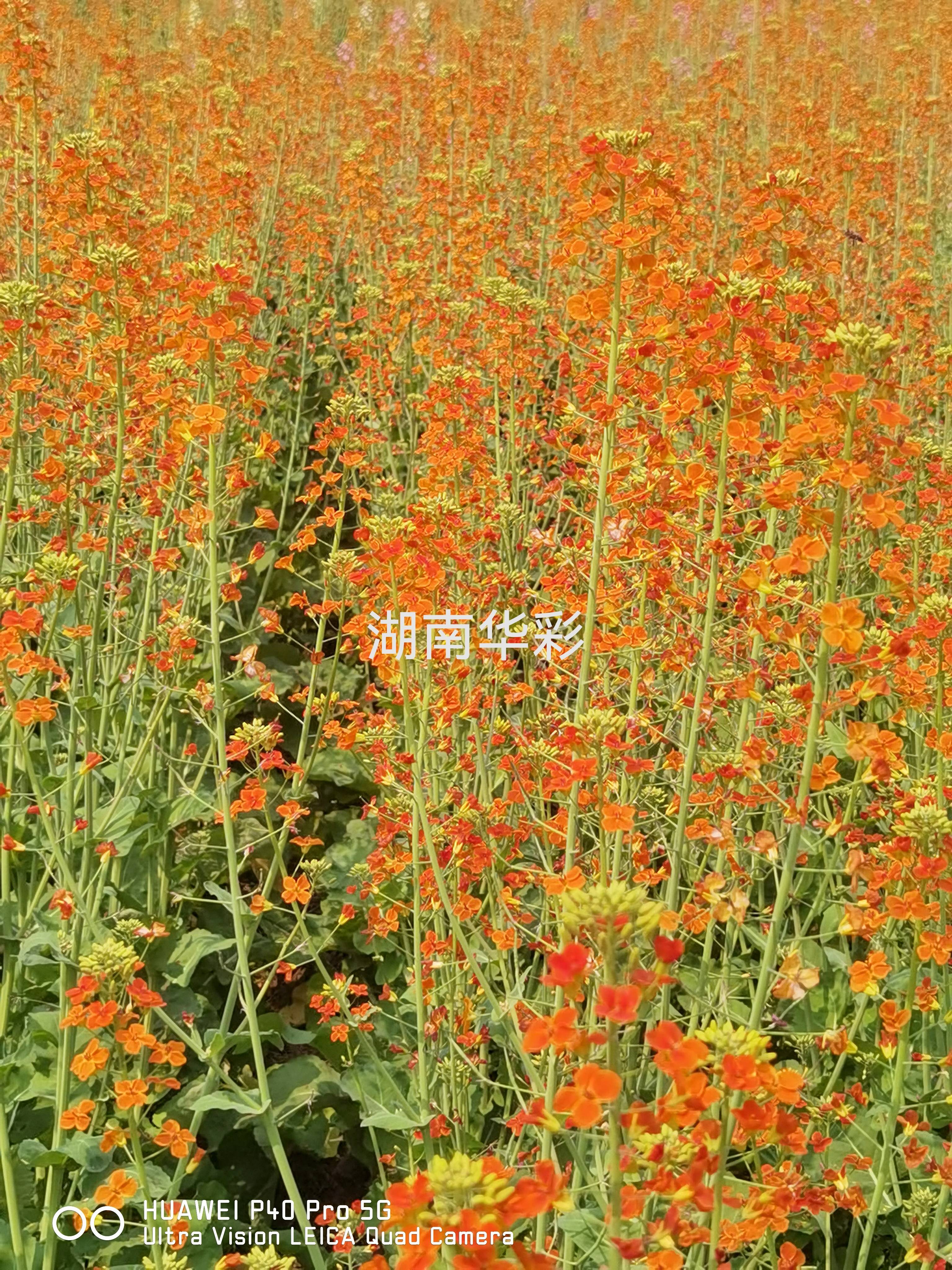 22年重慶景區