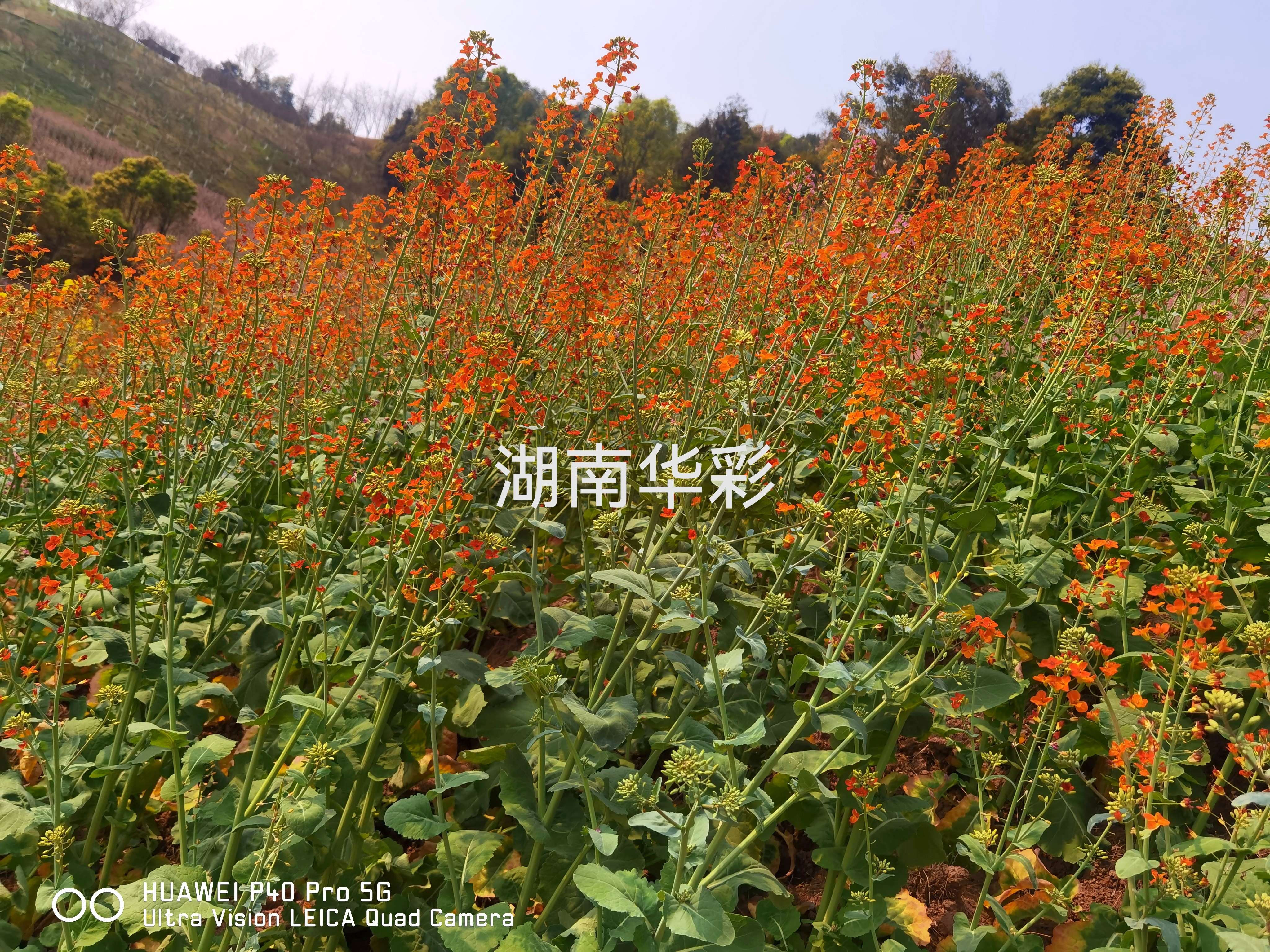 22年重慶景區