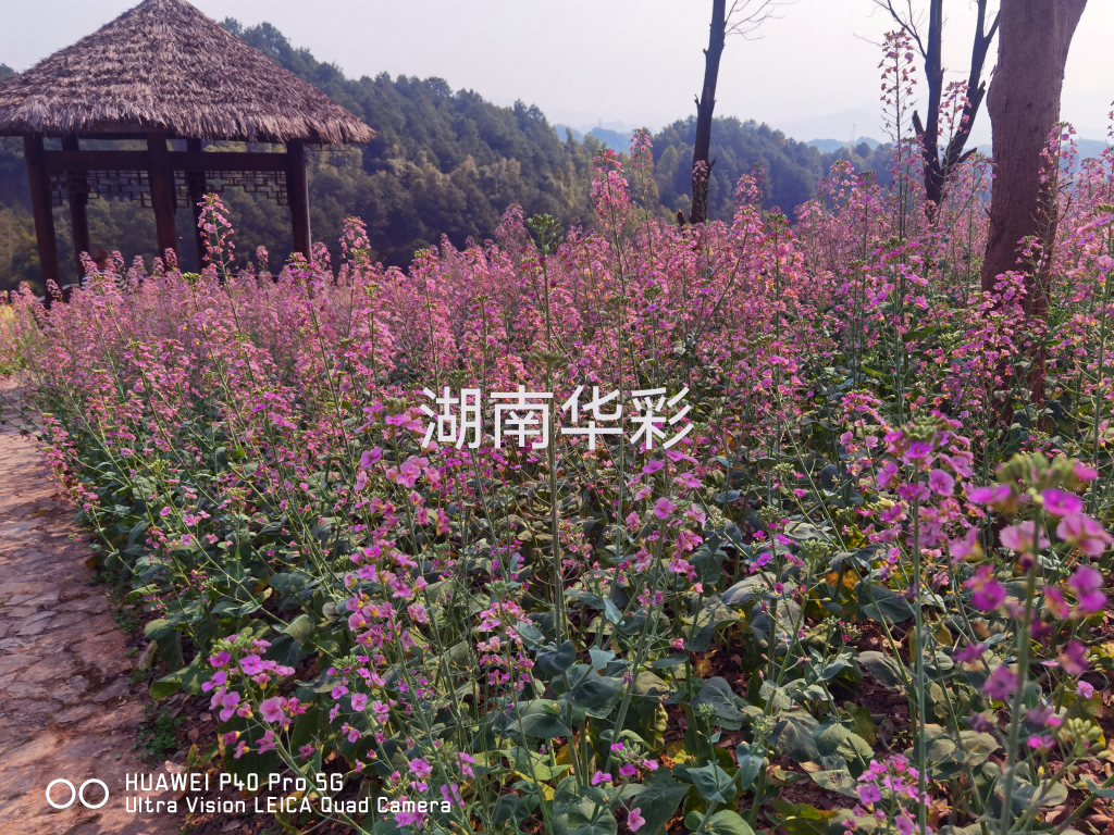 22年重慶景區