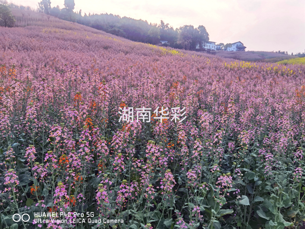 22年重慶景區