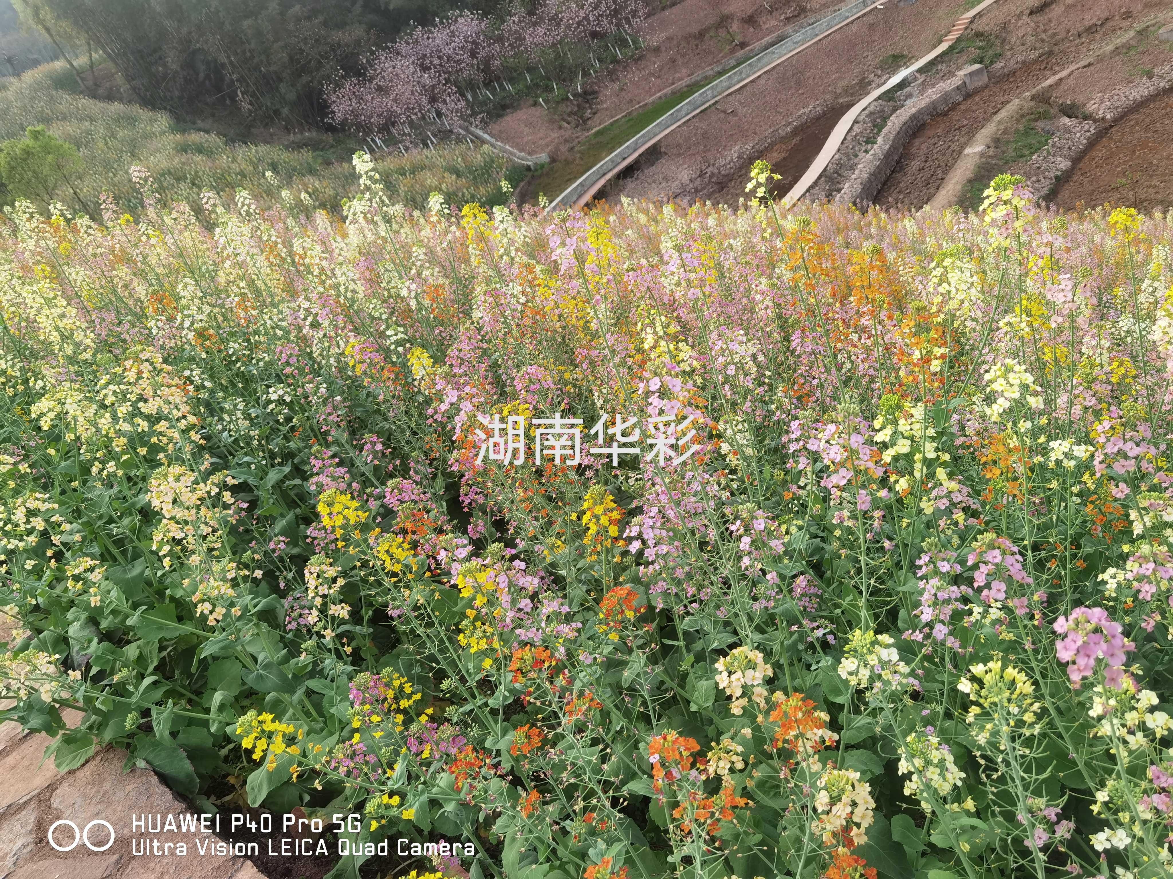 22年重慶景區