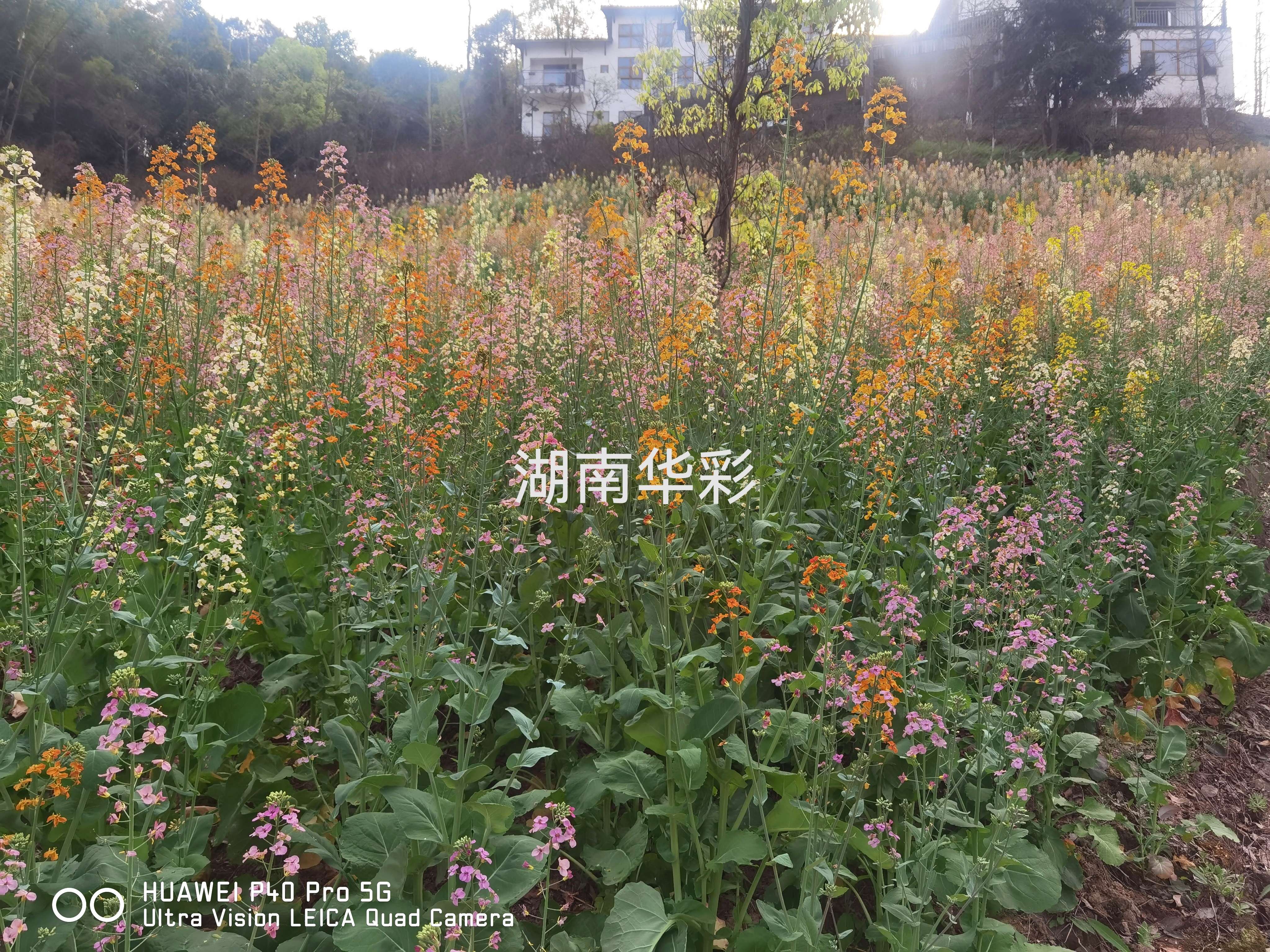 22年重慶景區