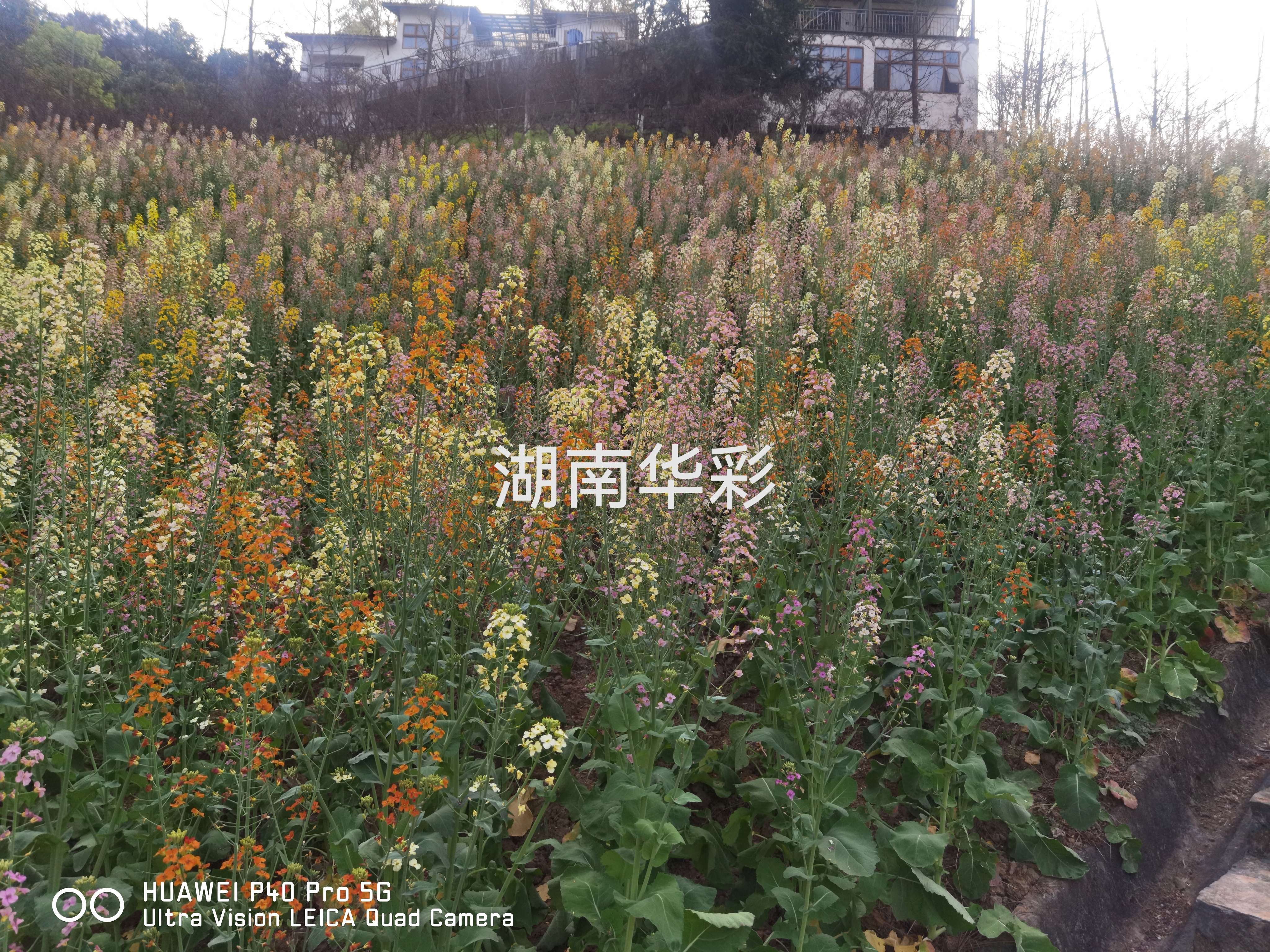 22年重慶景區