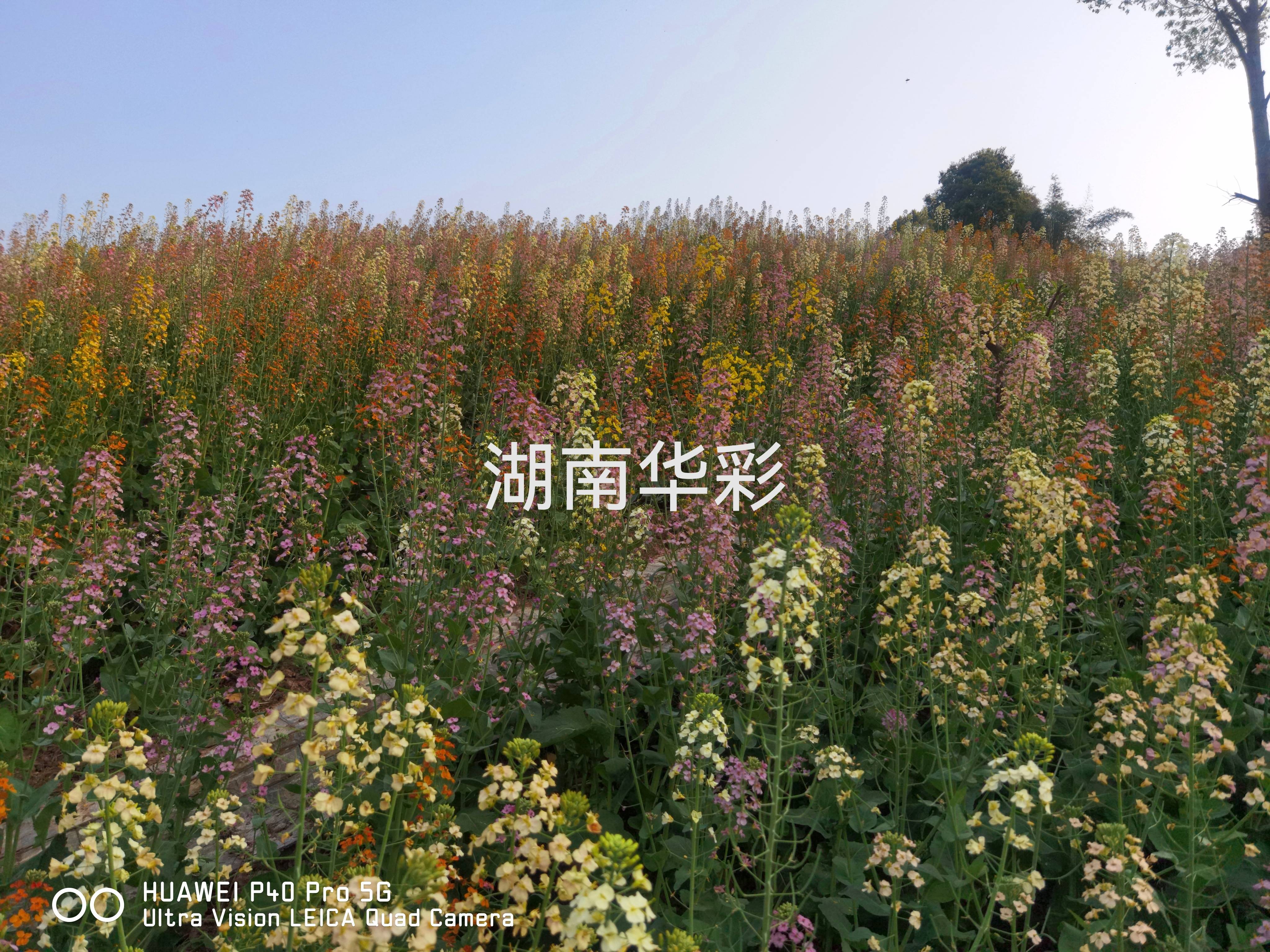 22年重慶景區