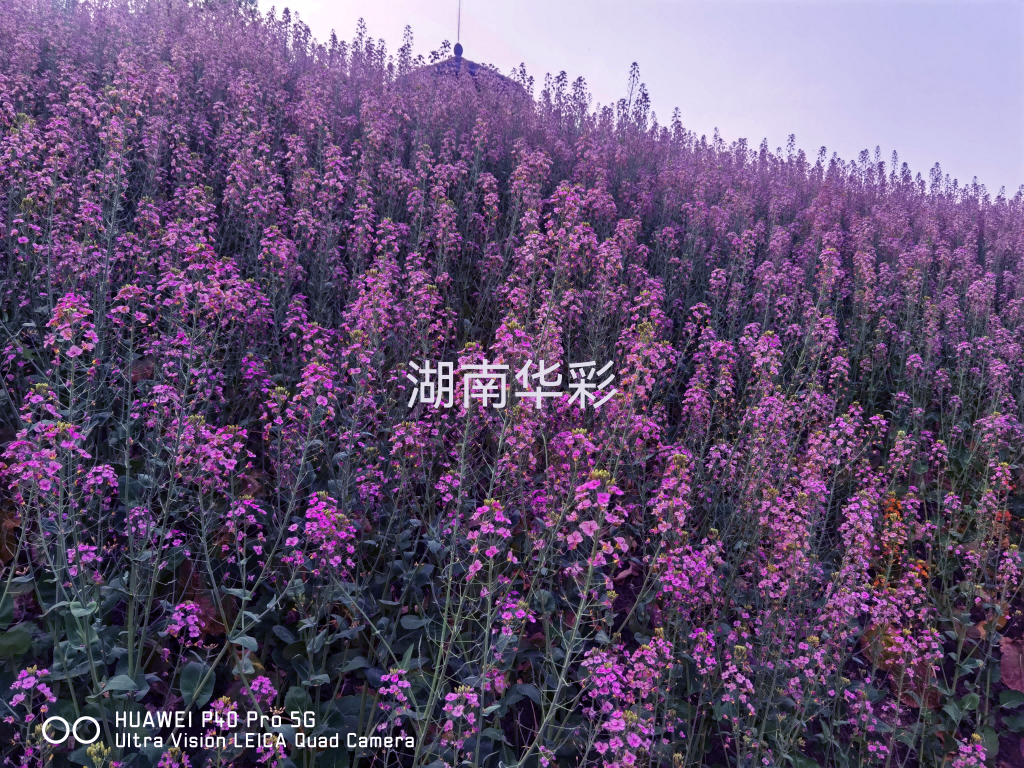 22年重慶景區