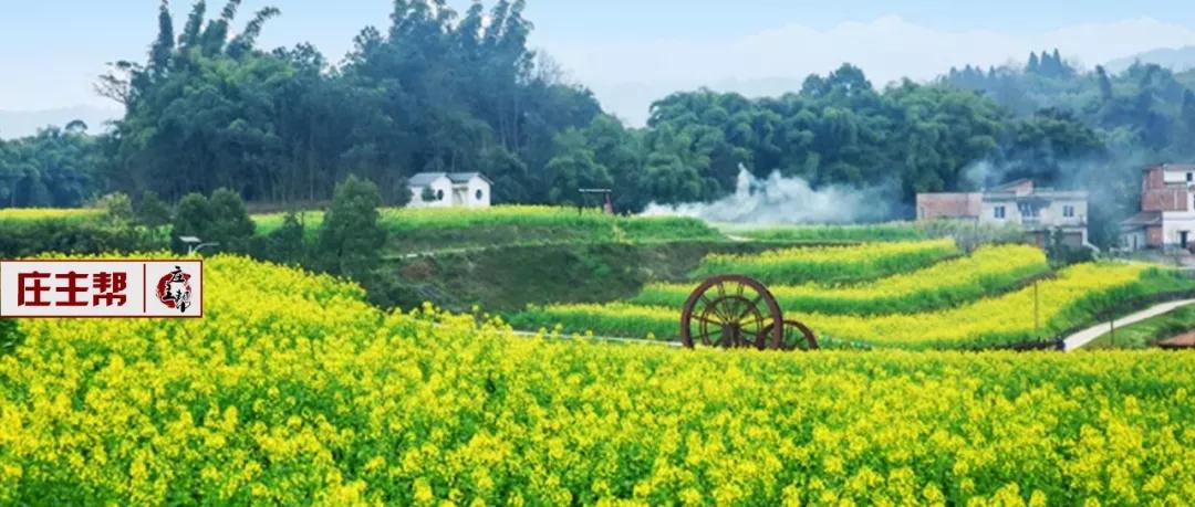 彩色油菜花的研究與開發推廣 彩色油菜花的研究與開發推廣