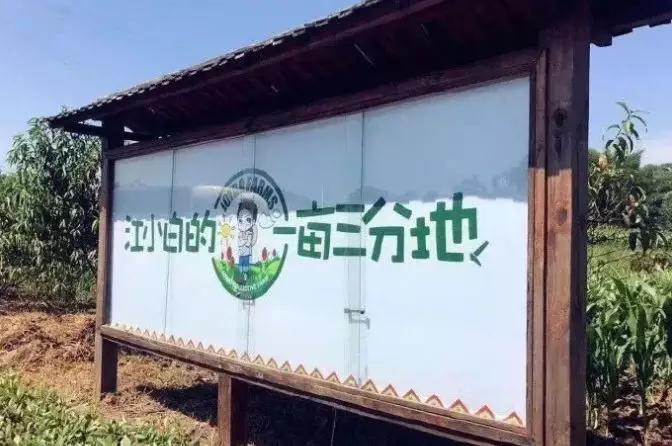 彩色油菜花的研究與開發推廣 彩色油菜花的研究與開發推廣