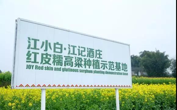 彩色油菜花的研究與開發推廣 彩色油菜花的研究與開發推廣