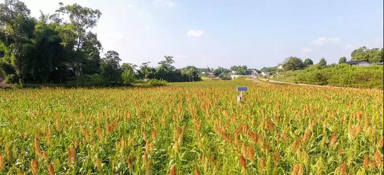 彩色油菜花的研究與開發推廣 彩色油菜花的研究與開發推廣