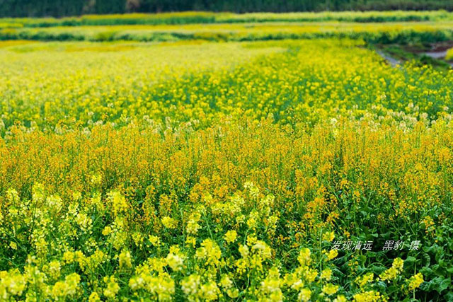 彩色油菜花的研究與開發推廣 彩色油菜花的研究與開發推廣