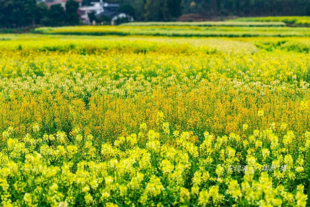 彩色油菜花的研究與開發推廣 彩色油菜花的研究與開發推廣