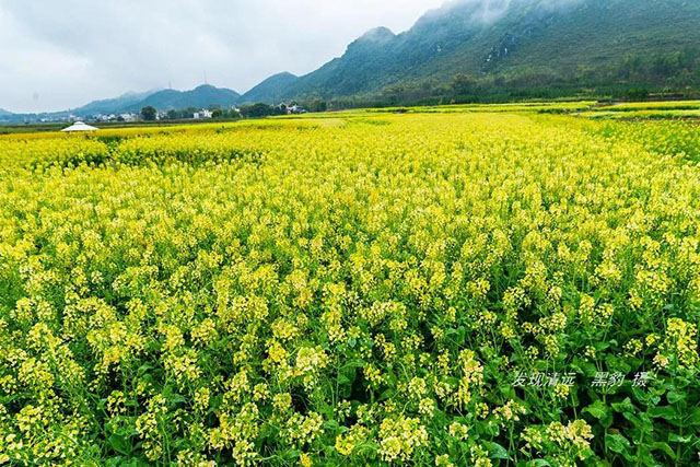 彩色油菜花的研究與開發推廣 彩色油菜花的研究與開發推廣