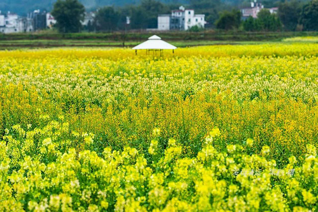 彩色油菜花的研究與開發推廣 彩色油菜花的研究與開發推廣