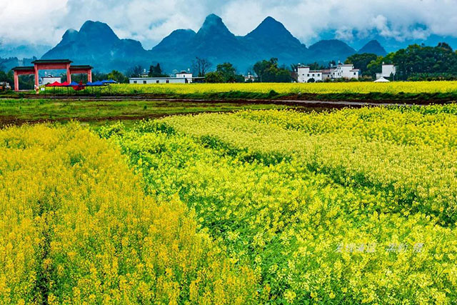 彩色油菜花的研究與開發推廣 彩色油菜花的研究與開發推廣