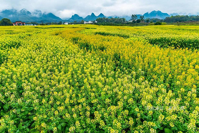 彩色油菜花的研究與開發推廣 彩色油菜花的研究與開發推廣