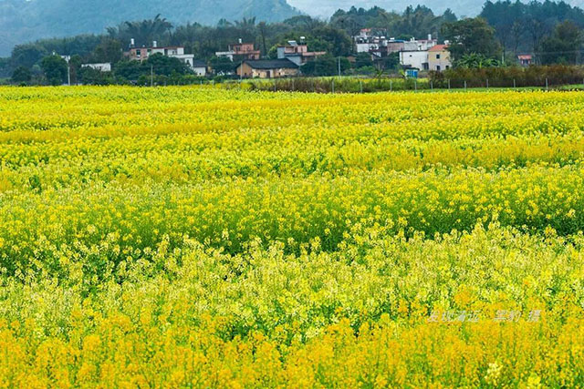 彩色油菜花的研究與開發推廣 彩色油菜花的研究與開發推廣