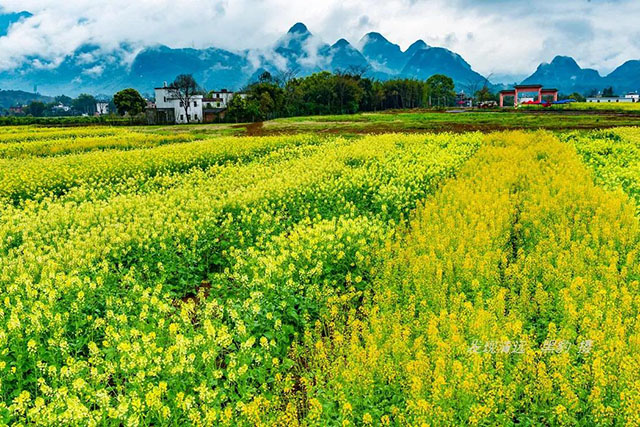 彩色油菜花的研究與開發推廣 彩色油菜花的研究與開發推廣