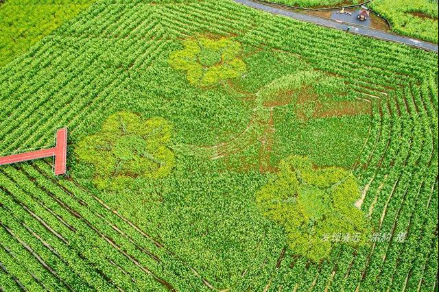 彩色油菜花的研究與開發推廣 彩色油菜花的研究與開發推廣