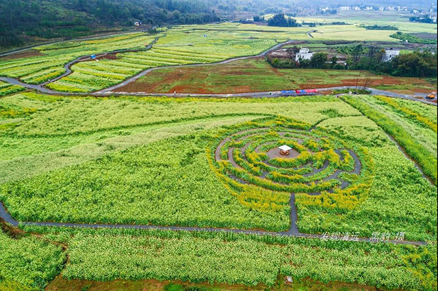 彩色油菜花的研究與開發推廣 彩色油菜花的研究與開發推廣