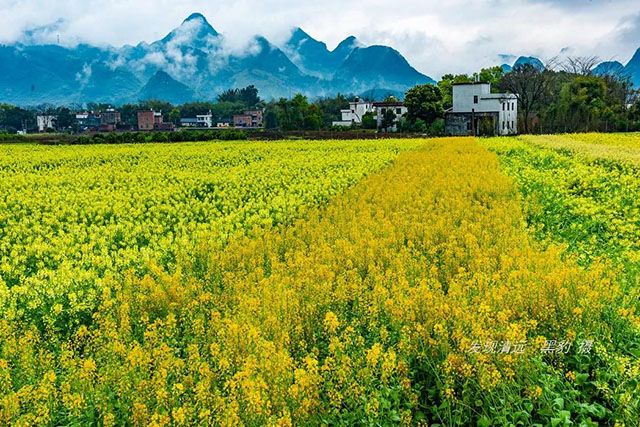 彩色油菜花的研究與開發推廣 彩色油菜花的研究與開發推廣