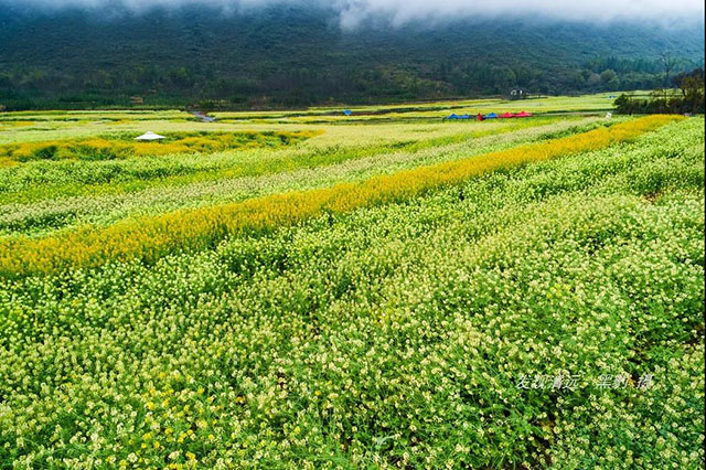彩色油菜花的研究與開發推廣 彩色油菜花的研究與開發推廣