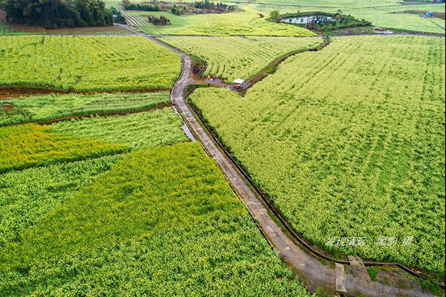 彩色油菜花的研究與開發推廣 彩色油菜花的研究與開發推廣