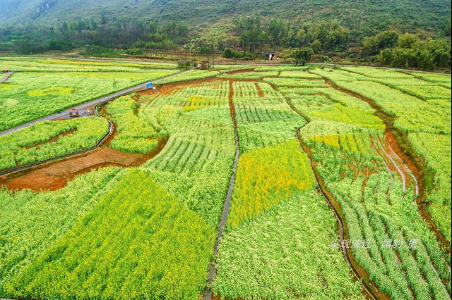 彩色油菜花的研究與開發推廣 彩色油菜花的研究與開發推廣