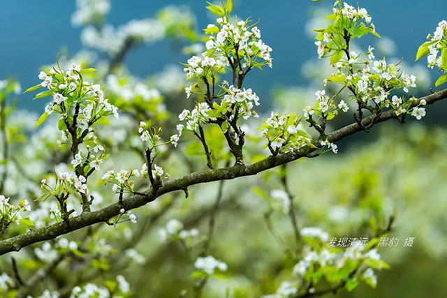 彩色油菜花的研究與開發推廣 彩色油菜花的研究與開發推廣