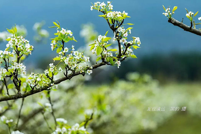 彩色油菜花的研究與開發推廣 彩色油菜花的研究與開發推廣