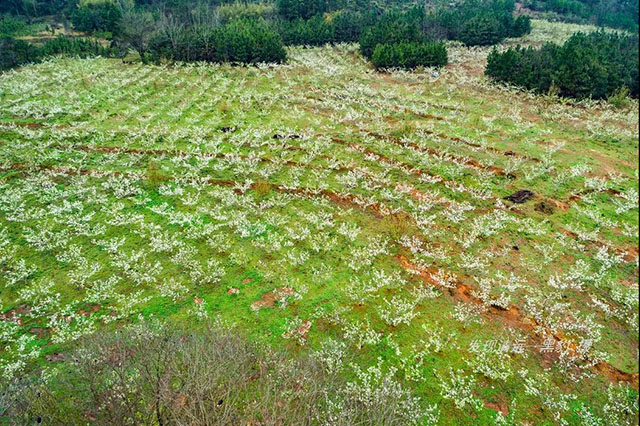 彩色油菜花的研究與開發推廣 彩色油菜花的研究與開發推廣