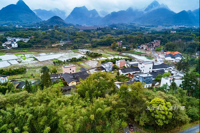 彩色油菜花的研究與開發推廣 彩色油菜花的研究與開發推廣