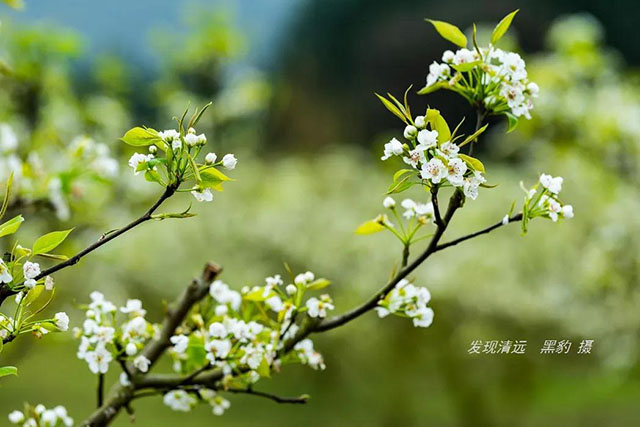 彩色油菜花的研究與開發推廣 彩色油菜花的研究與開發推廣