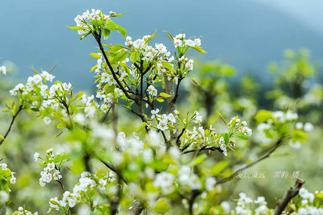 彩色油菜花的研究與開發推廣 彩色油菜花的研究與開發推廣