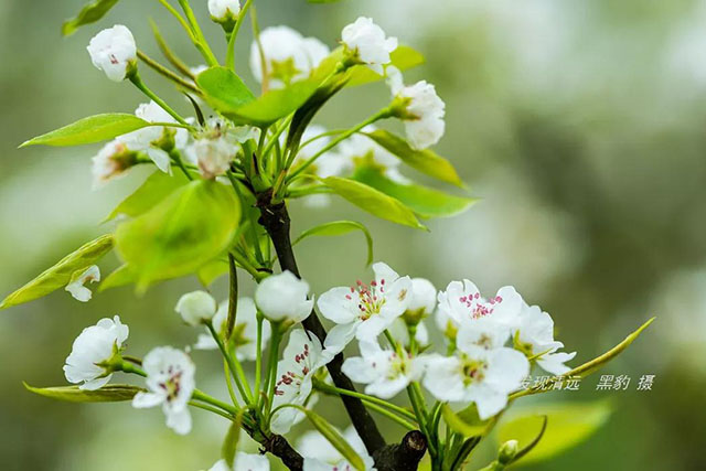 彩色油菜花的研究與開發推廣 彩色油菜花的研究與開發推廣