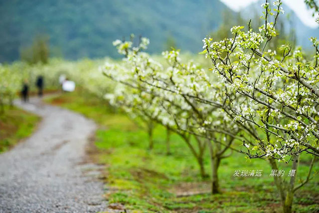 彩色油菜花的研究與開發推廣 彩色油菜花的研究與開發推廣