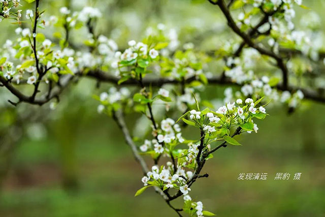彩色油菜花的研究與開發推廣 彩色油菜花的研究與開發推廣